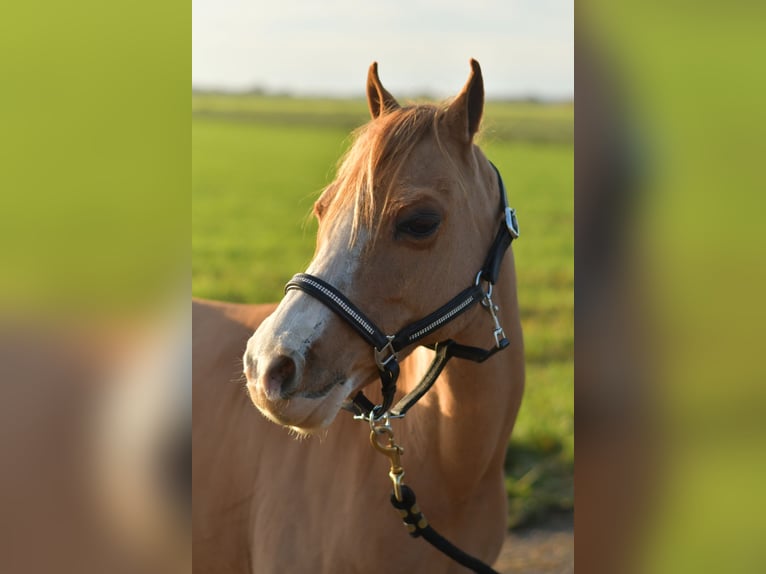 Welsh A (Mountain Pony) Mix Mare 16 years 11,1 hh Sorrel in Geilenkirchen