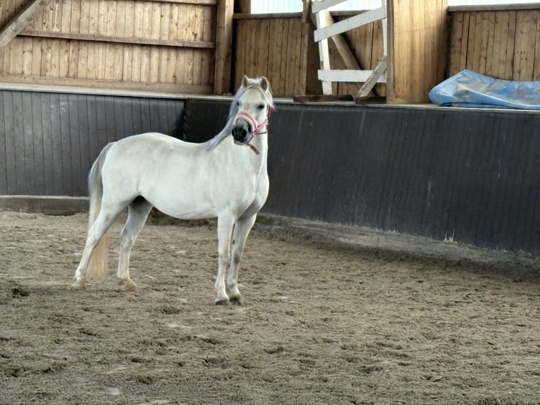 Welsh A (Mountain Pony) Mare 16 years 11,3 hh Grey in Hoisdorf