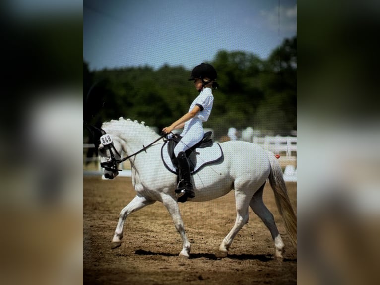 Welsh A (Mountain Pony) Mare 16 years 11,3 hh Grey in Hoisdorf