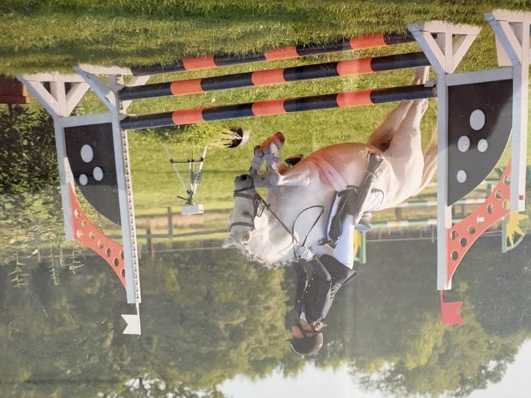 Welsh A (Mountain Pony) Mare 16 years 11,3 hh Grey in Hoisdorf