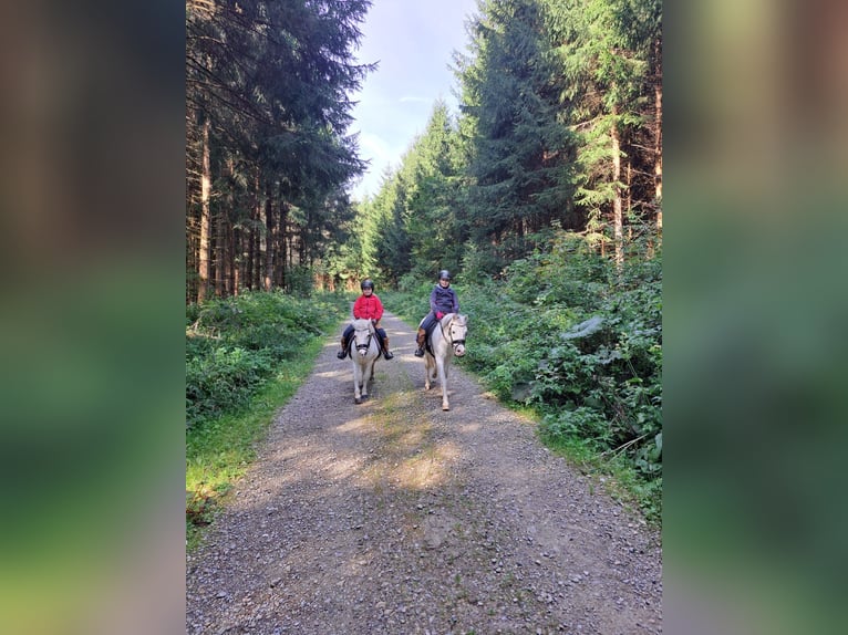 Welsh A (Mountain Pony) Mare 16 years 12 hh Grey in Memmingen