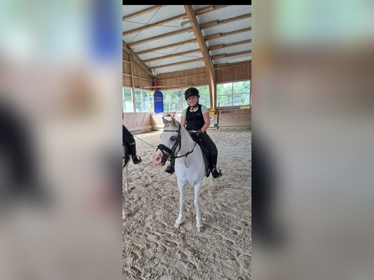 Welsh A (Mountain Pony) Mare 16 years 12 hh Grey in Memmingen