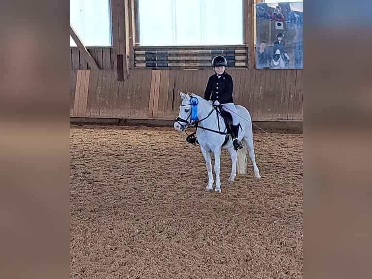 Welsh A (Mountain Pony) Mare 16 years 12 hh Grey in Memmingen