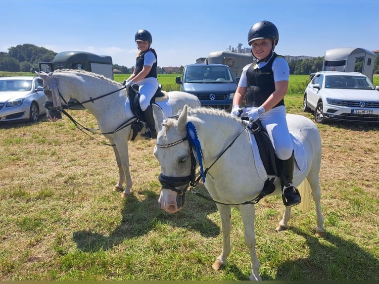 Welsh A (Mountain Pony) Mare 16 years 12 hh Grey in Memmingen