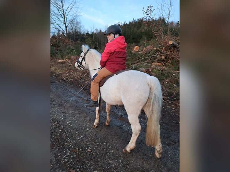 Welsh A (Mountain Pony) Mare 16 years 12 hh Grey in Memmingen
