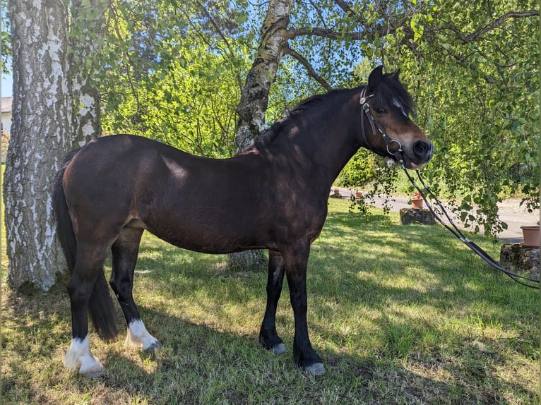 Welsh A (Mountain Pony) Mare 17 years 11.2 hh Chestnut-Red in Seesbach