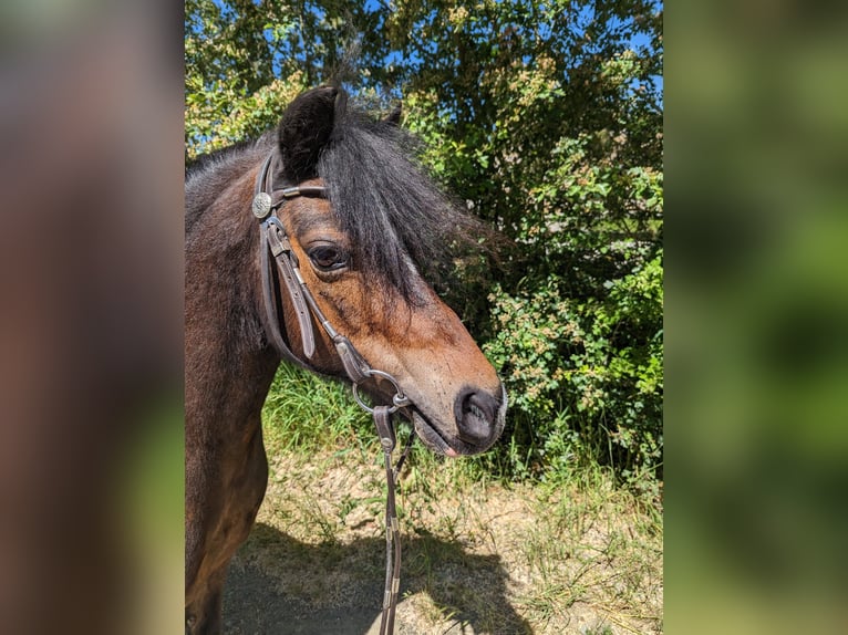 Welsh A (Mountain Pony) Mare 17 years 11.2 hh Chestnut-Red in Seesbach