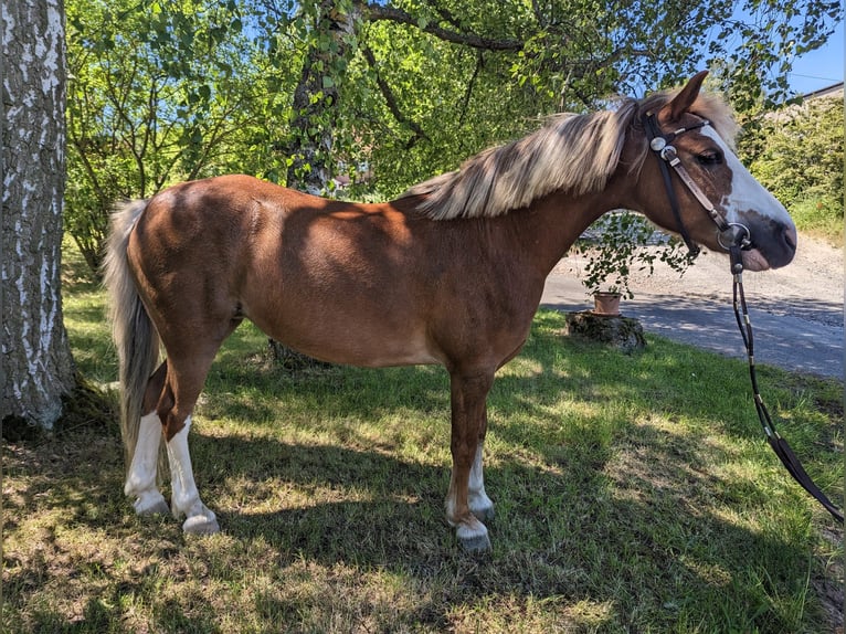 Welsh A (Mountain Pony) Mare 17 years 11.2 hh Chestnut-Red in Seesbach