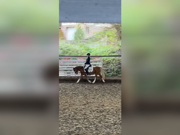 Welsh A (Mountain Pony) Mare 17 years 11,2 hh Chestnut-Red in Niederaula