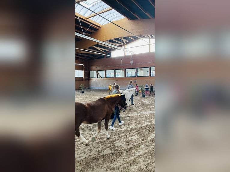 Welsh A (Mountain Pony) Mare 17 years 11,2 hh Chestnut-Red in Niederaula