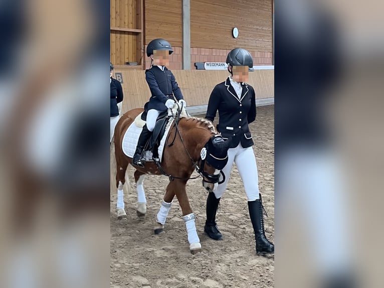 Welsh A (Mountain Pony) Mare 17 years 11,2 hh Chestnut-Red in Niederaula