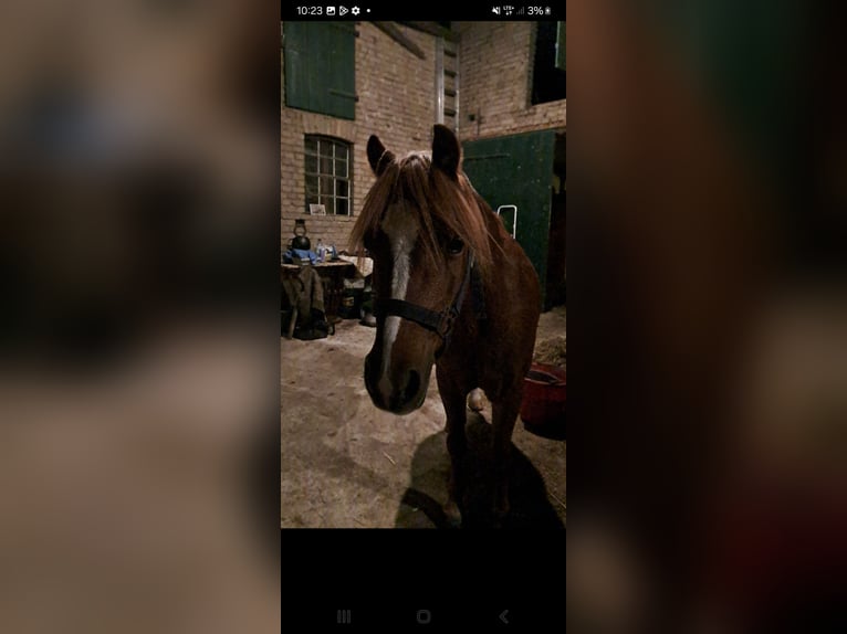 Welsh A (Mountain Pony) Mare 17 years 11,2 hh Chestnut-Red in Henningen