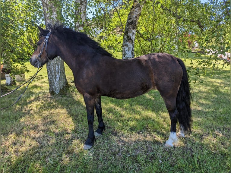 Welsh A (Mountain Pony) Mare 17 years 11,2 hh Chestnut-Red in Seesbach