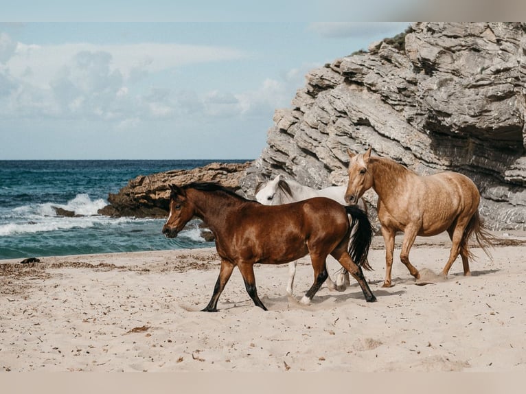 Welsh A (Mountain Pony) Mare 17 years 12.1 hh Brown in Felanitx