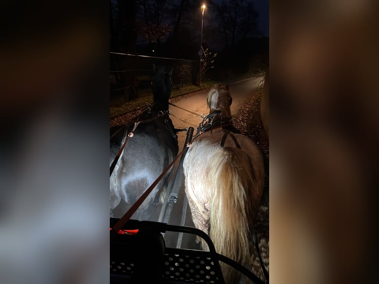 Welsh A (Mountain Pony) Mare 17 years 12 hh Roan-Red in Buchholz (Westerwald)