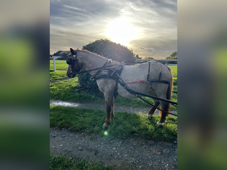 Welsh A (Mountain Pony) Mare 17 years 12 hh Roan-Red in Buchholz (Westerwald)