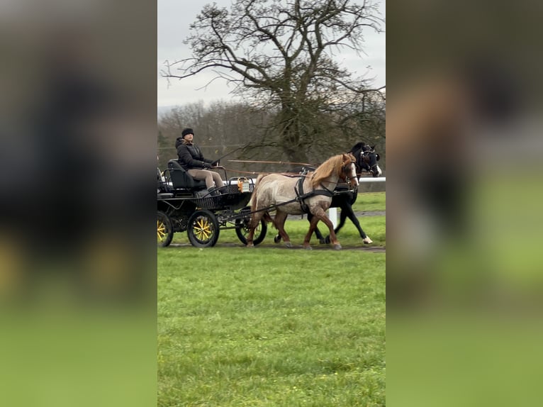 Welsh A (Mountain Pony) Mare 17 years 12 hh Roan-Red in Buchholz (Westerwald)