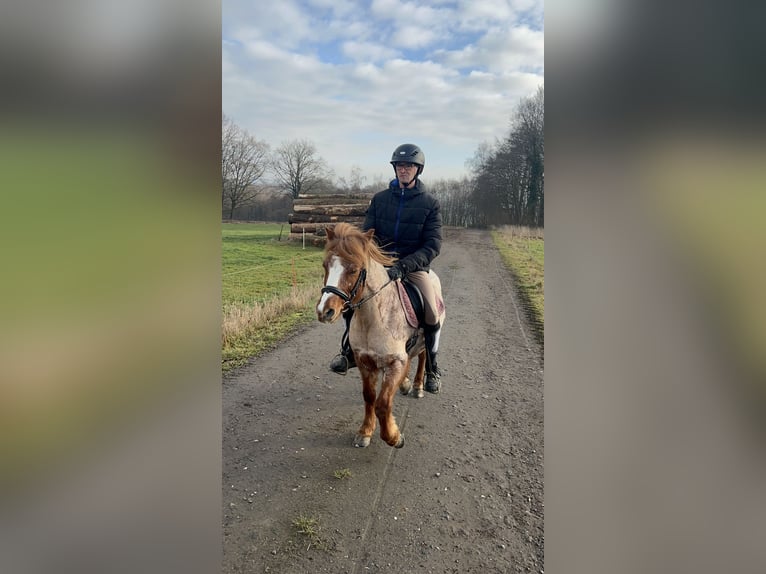 Welsh A (Mountain Pony) Mare 17 years 12 hh Roan-Red in Buchholz (Westerwald)