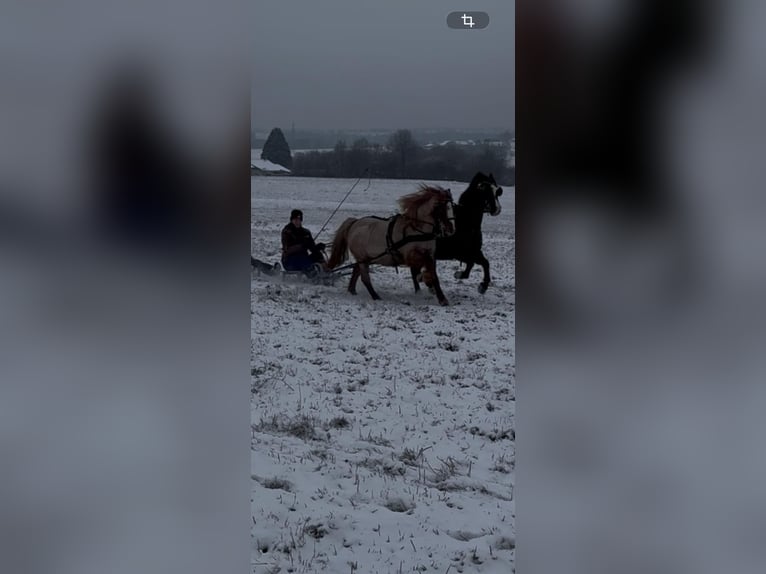 Welsh A (Mountain Pony) Mare 17 years 12 hh Roan-Red in Buchholz (Westerwald)