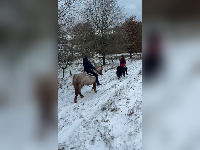 Welsh A (Mountain Pony) Mare 17 years 12 hh Roan-Red in Buchholz (Westerwald)