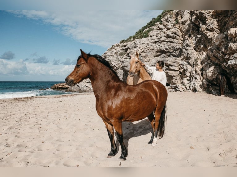 Welsh A (Mountain Pony) Mare 17 years 12,1 hh Brown in Felanitx