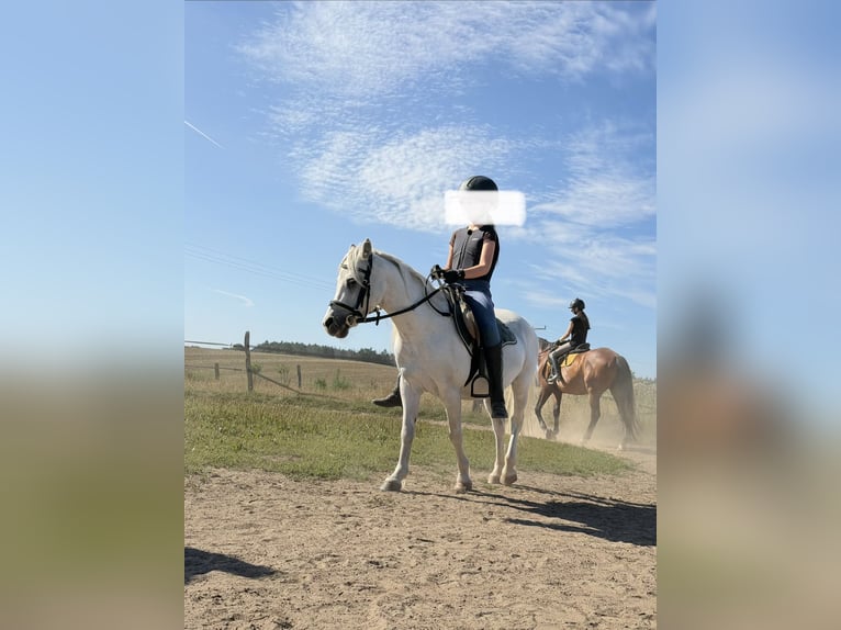 Welsh A (Mountain Pony) Mare 18 years 11.1 hh Grey in DammDummerstorf