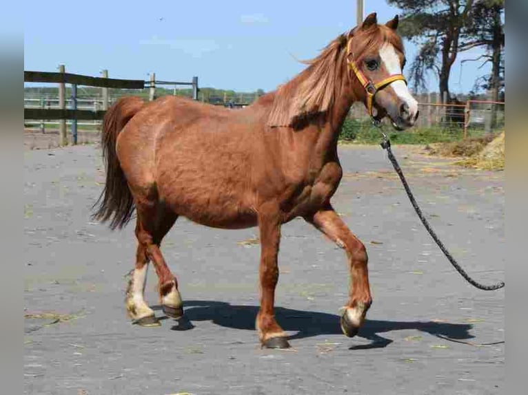 Welsh A (Mountain Pony) Mare 18 years 11,1 hh Chestnut in Herzberg