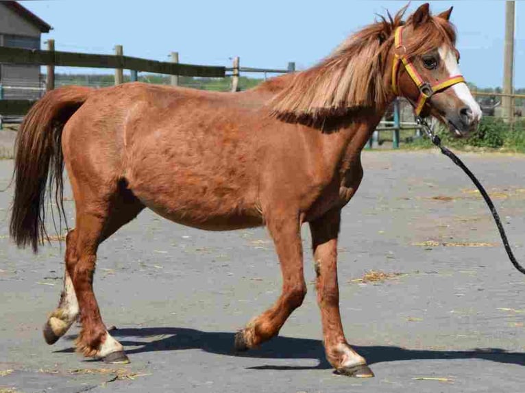 Welsh A (Mountain Pony) Mare 18 years 11,1 hh Chestnut in Herzberg