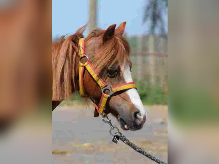 Welsh A (Mountain Pony) Mare 18 years 11,1 hh Chestnut in Herzberg