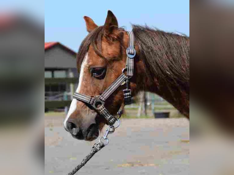 Welsh A (Mountain Pony) Mare 18 years 11,1 hh Chestnut-Red in Herzberg Welsh A (Mountain Pony) Mare 18 years 11,1 hh Chestnut-Red in Herzberg