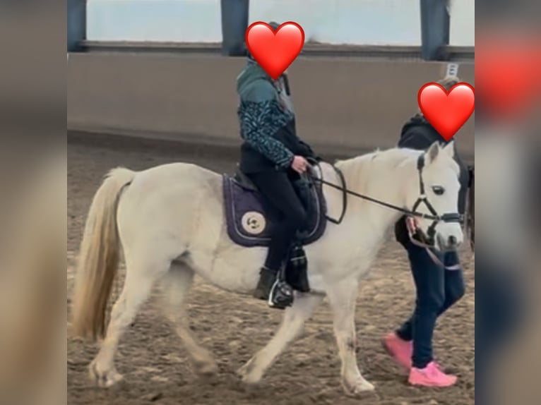 Welsh A (Mountain Pony) Mare 18 years 11,3 hh Grey in Kiebitzreihe