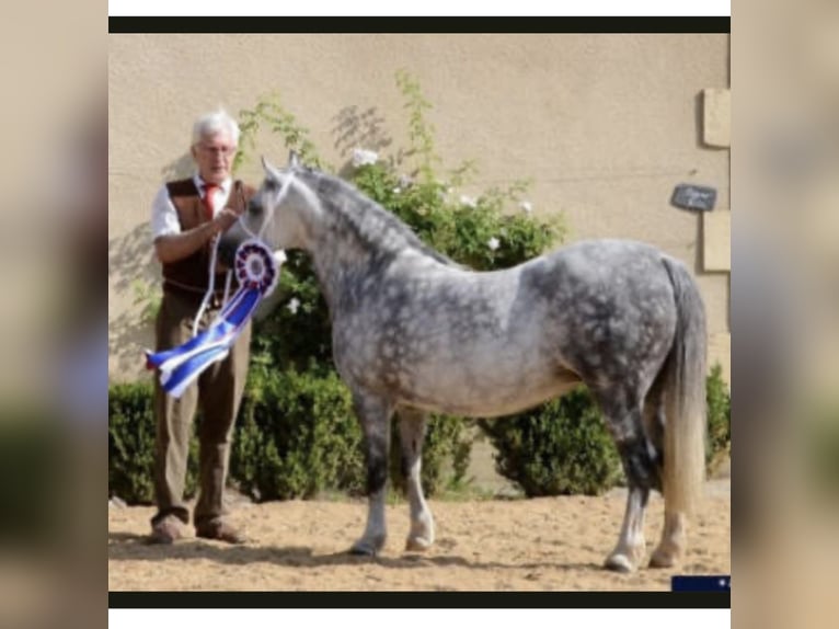 Welsh A (Mountain Pony) Mare 18 years 12 hh Grey-Dapple in Kerken