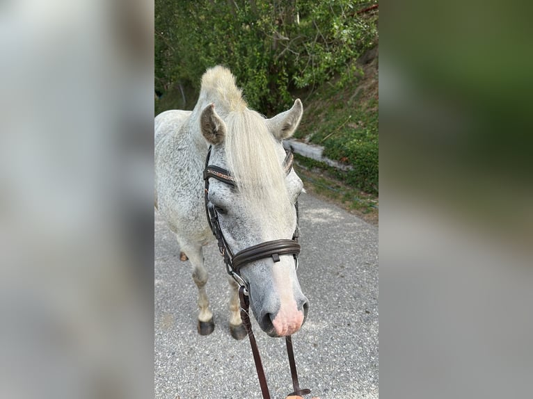 Welsh A (Mountain Pony) Mare 18 years 13.1 hh Grey-Fleabitten in Linz