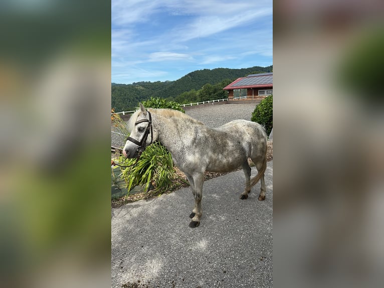 Welsh A (Mountain Pony) Mare 18 years 13.1 hh Grey-Fleabitten in Linz