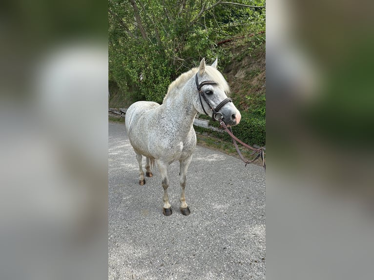 Welsh A (Mountain Pony) Mare 18 years 13.1 hh Grey-Fleabitten in Linz