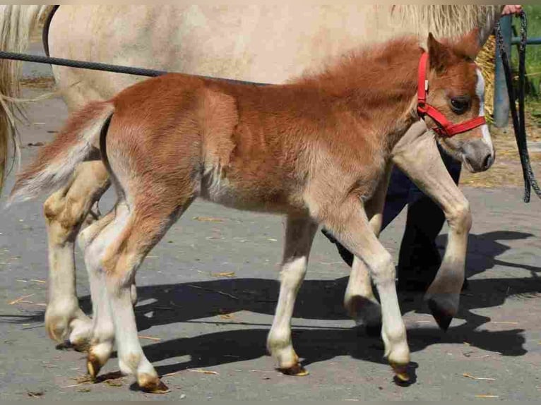 Welsh A (Mountain Pony) Mare 19 years 11,1 hh Palomino in Herzberg