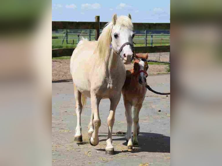 Welsh A (Mountain Pony) Mare 19 years 11,1 hh Palomino in Herzberg