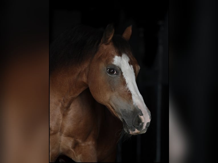 Welsh A (Mountain Pony) Mare 19 years 11,2 hh Brown in Leutkirch im Allgäu Welsh A (Mountain Pony) Mare 19 years 11,2 hh Brown in Leutkirch im Allgäu
