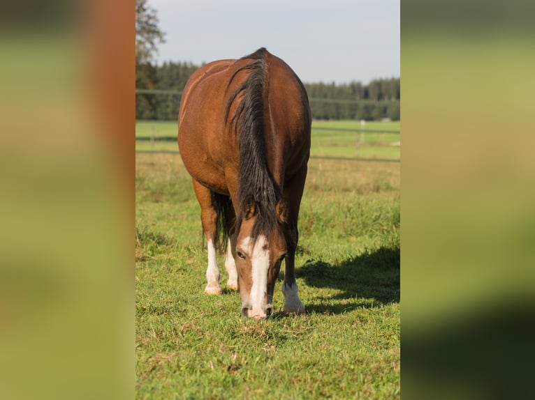 Welsh A (Mountain Pony) Mare 19 years 11,2 hh Brown in Leutkirch im Allgäu Welsh A (Mountain Pony) Mare 19 years 11,2 hh Brown in Leutkirch im Allgäu
