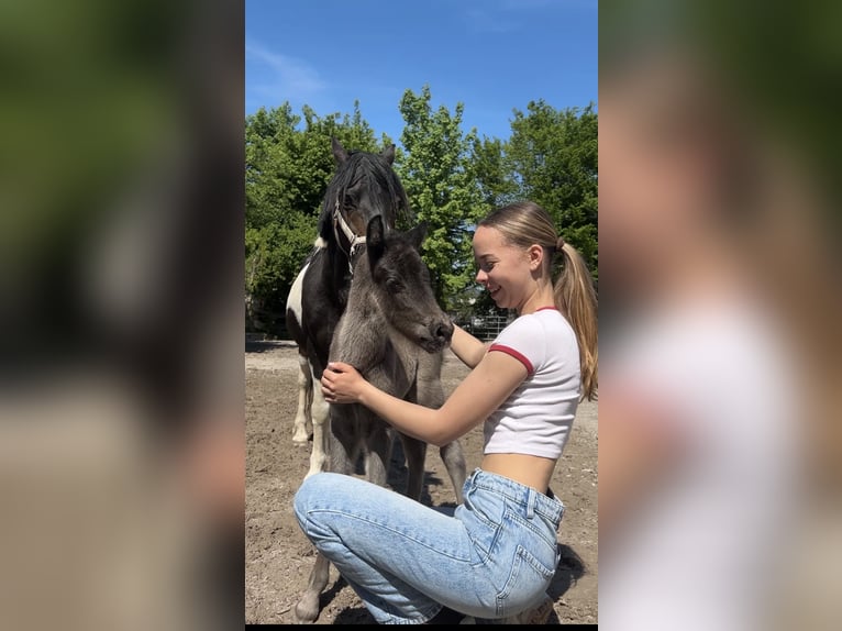 Welsh A (Mountain Pony) Mare 1 year 10.1 hh Bay-Dark in Oberschlettenbach