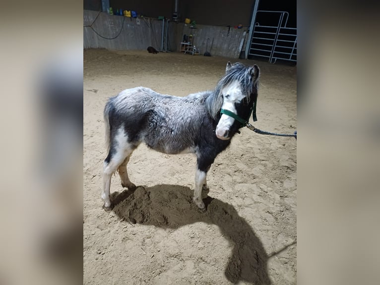 Welsh A (Mountain Pony) Mare 1 year 10.2 hh Sabino in Rüscheid