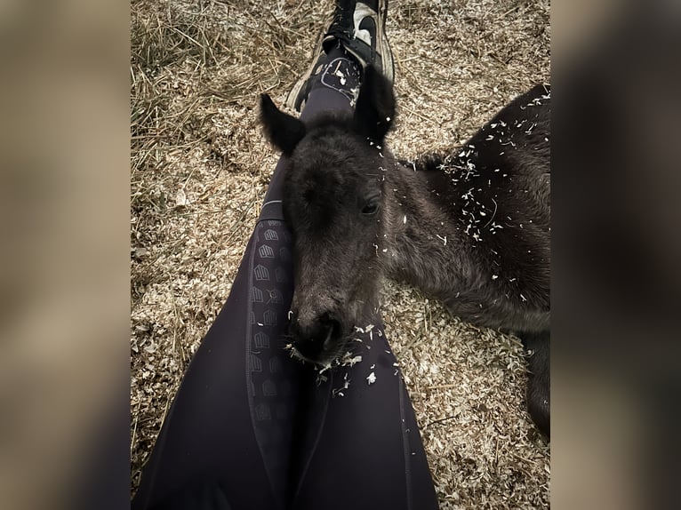 Welsh A (Mountain Pony) Mare 1 year 10,1 hh Bay-Dark in Oberschlettenbach