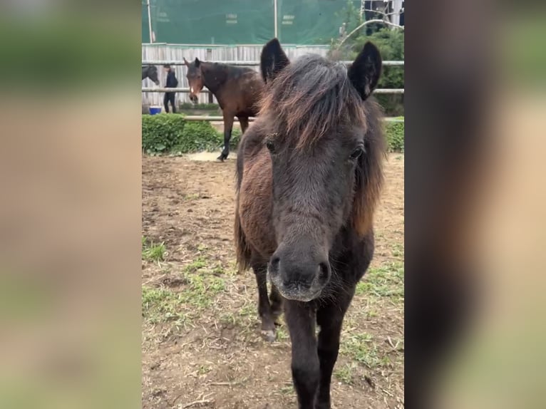 Welsh A (Mountain Pony) Mare 1 year 10,1 hh Bay-Dark in Oberschlettenbach