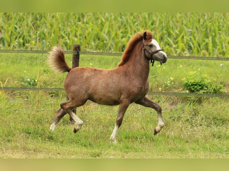 Welsh A (Mountain Pony) Mare 1 year 11.2 hh Grey in Ruinerwold