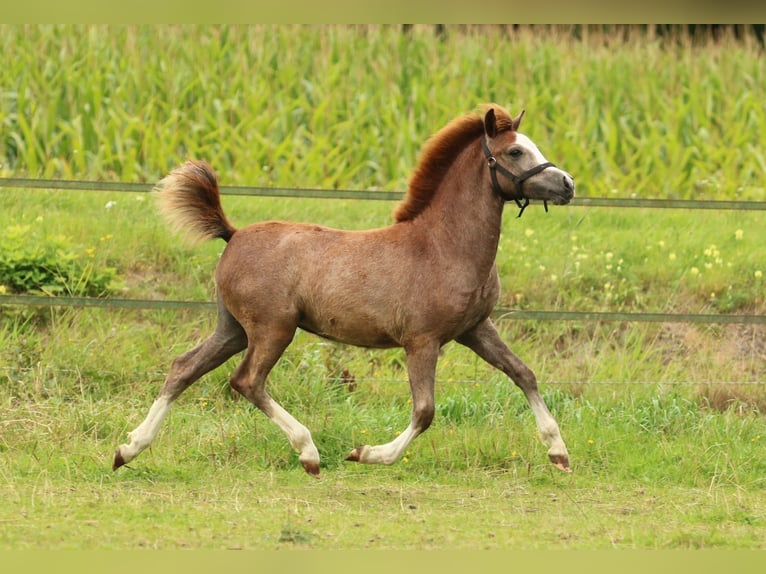 Welsh A (Mountain Pony) Mare 1 year 11.2 hh Grey in Ruinerwold
