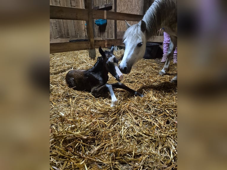 Welsh A (Mountain Pony) Mare 1 year 11.2 hh  in Nahe