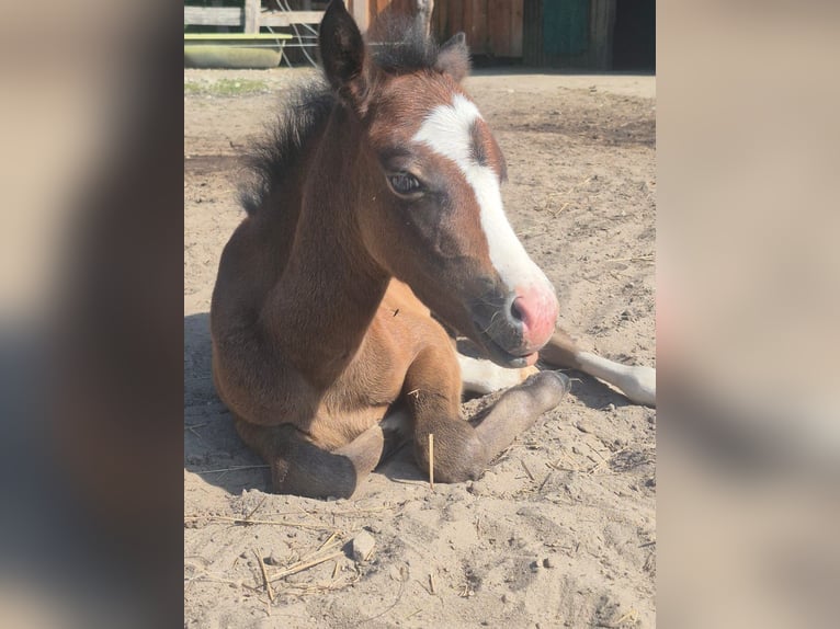 Welsh A (Mountain Pony) Mare 1 year 11.2 hh  in Nahe