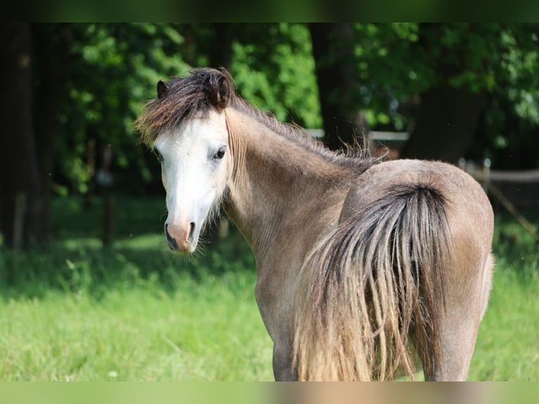 Welsh A (Mountain Pony) Mare 1 year 11 hh Gray in Kessel