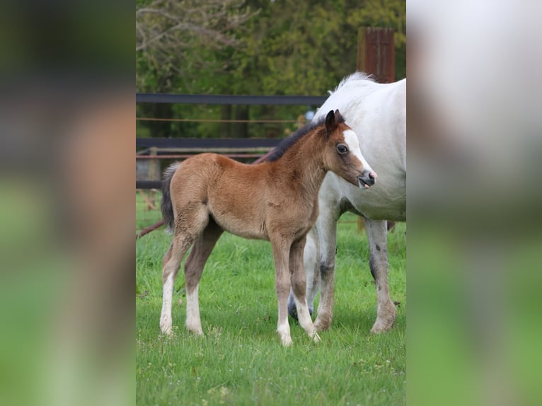 Welsh A (Mountain Pony) Mare 1 year 11 hh Gray in Kessel