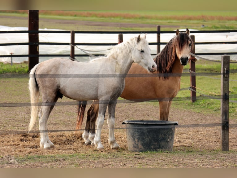 Welsh A (Mountain Pony) Mare 1 year 11 hh Gray in Kessel